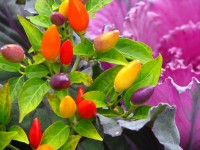 Hot pepper and kale