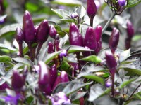 blog photos 014