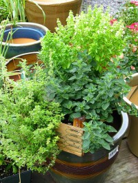 blog photos 039