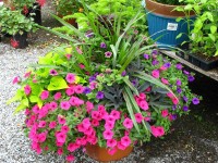 bright pinks
