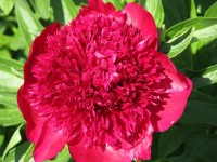peonies 017