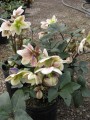 Helleborus Ivory Prince