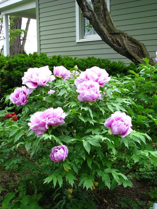 Tree Peonies Palmiters Garden Nursery