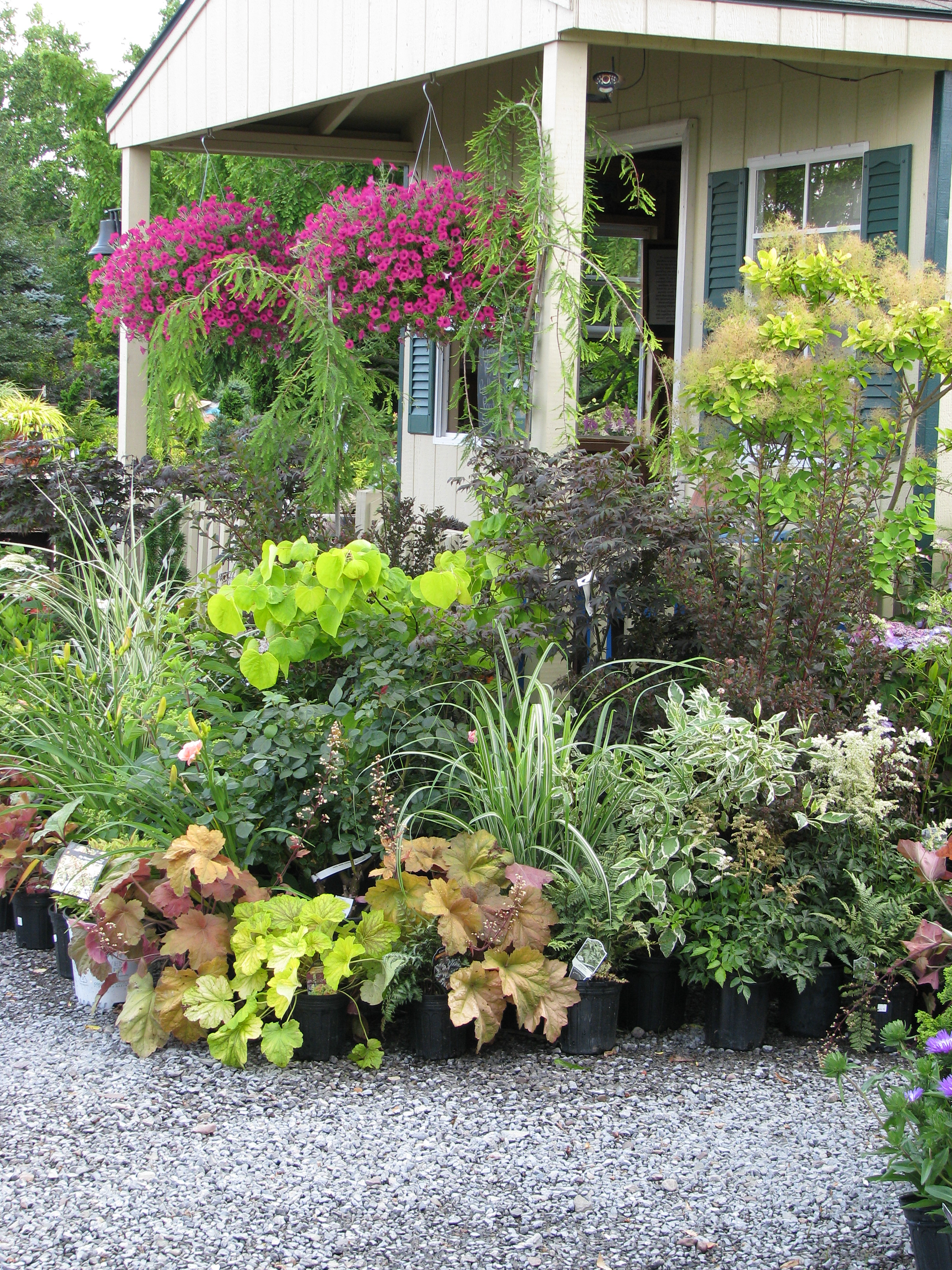 Display of plants in front of checkout area