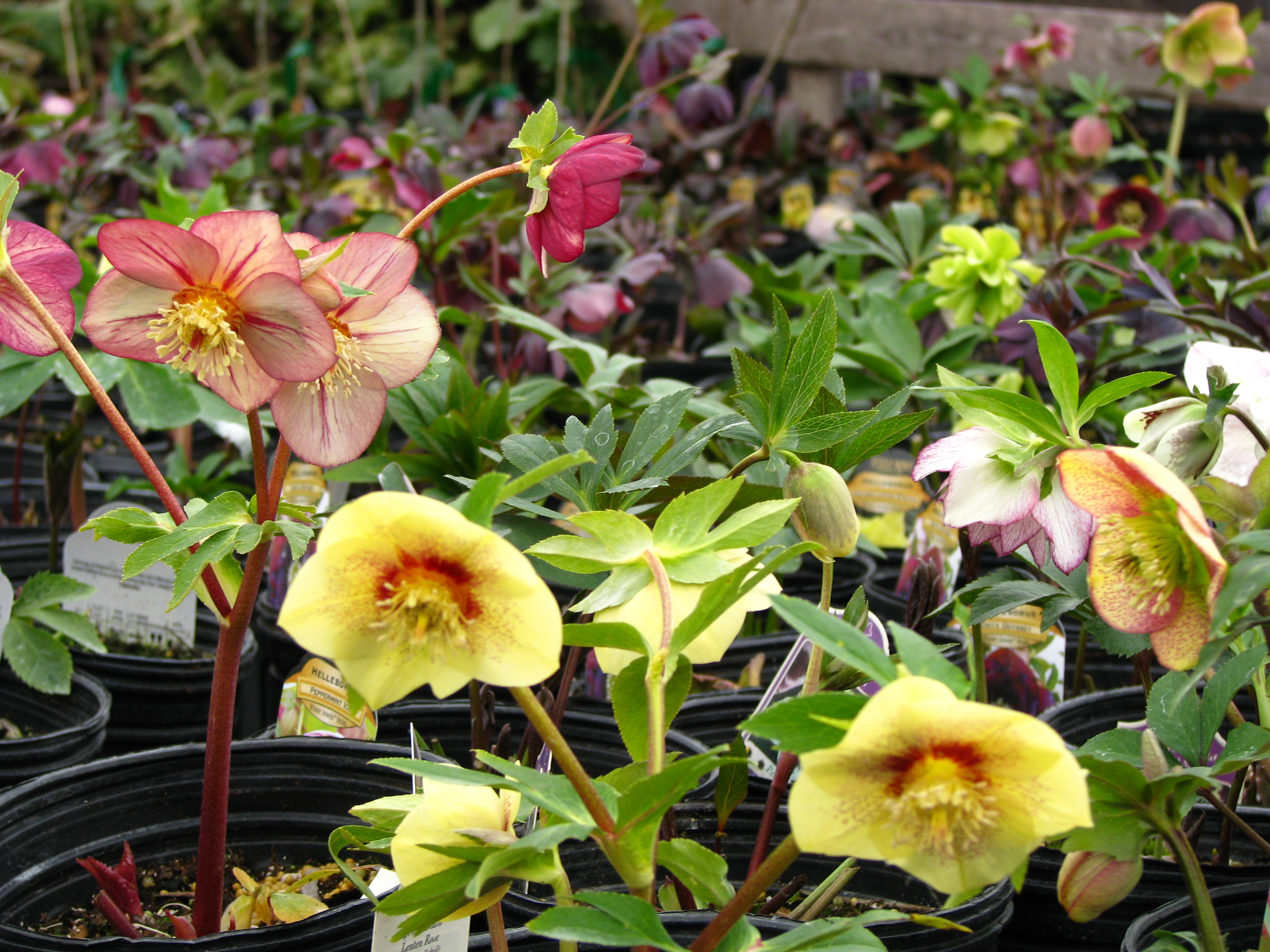 Helleborus