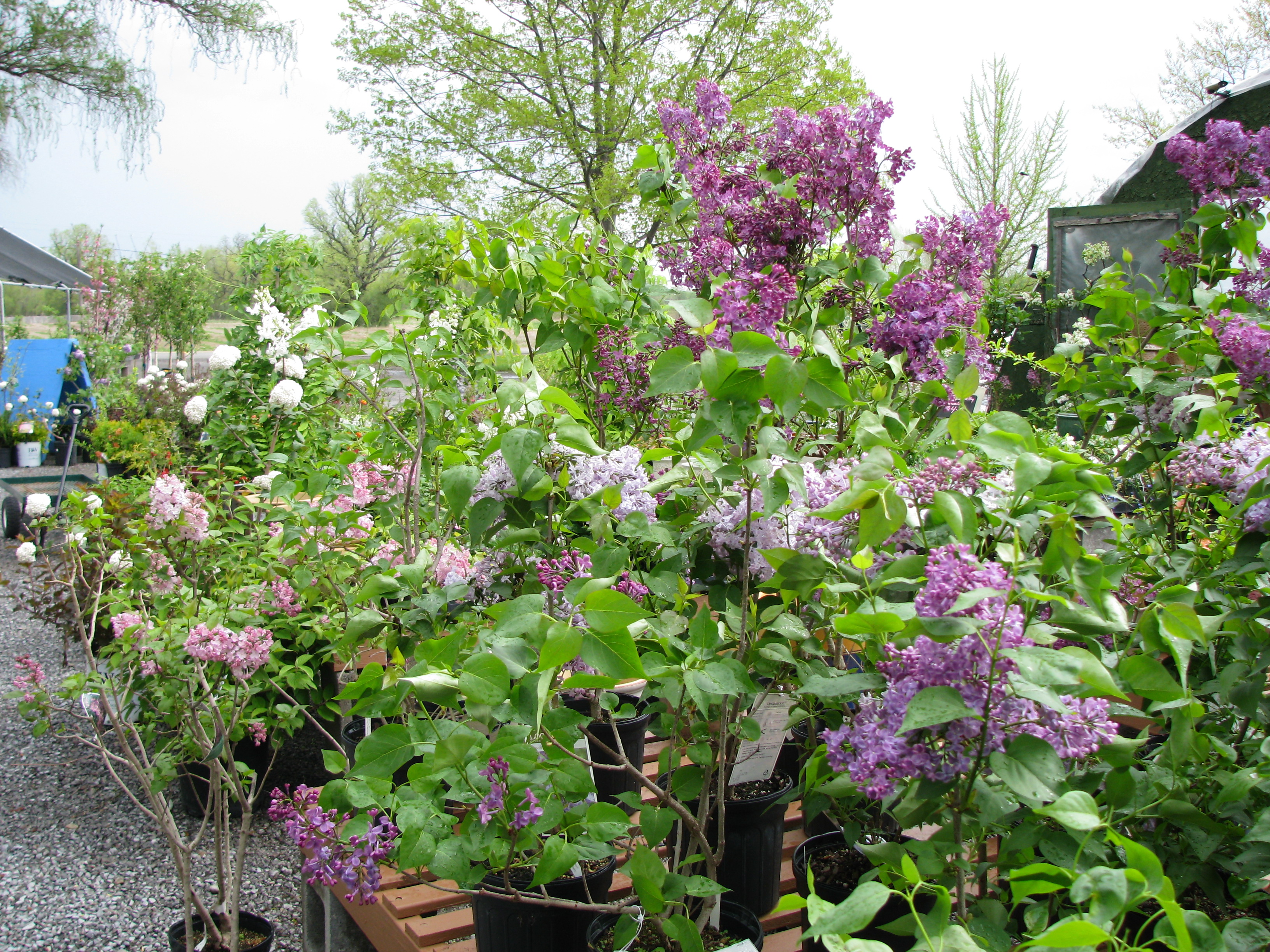 Lilacs in bloom