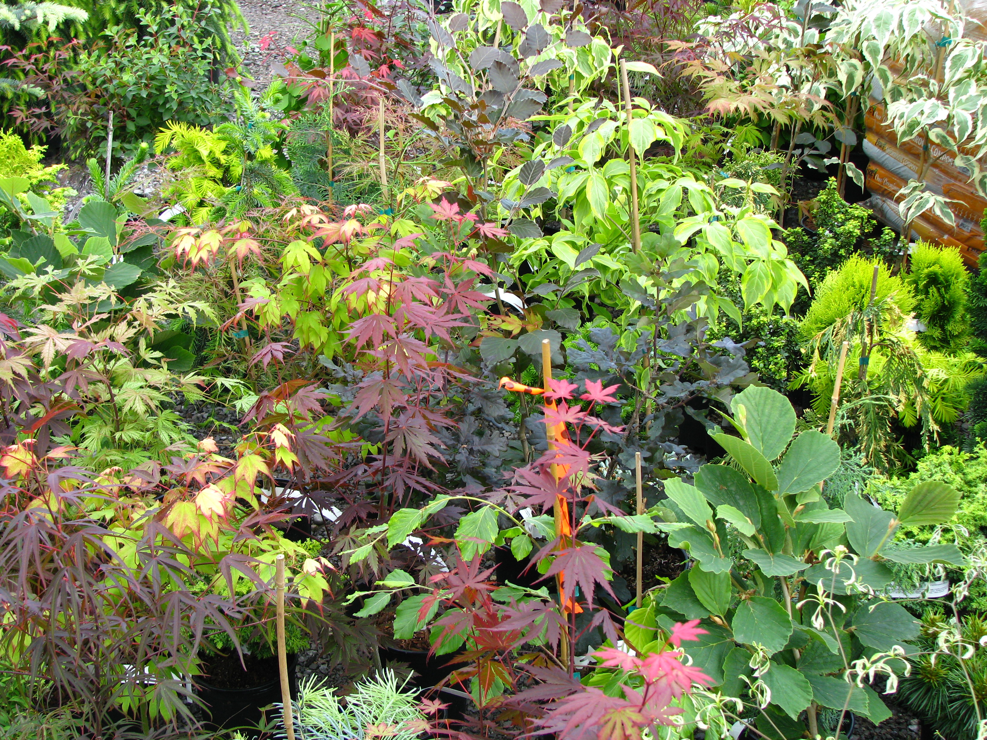 Red, green, maroon, and dark green leaved plants
