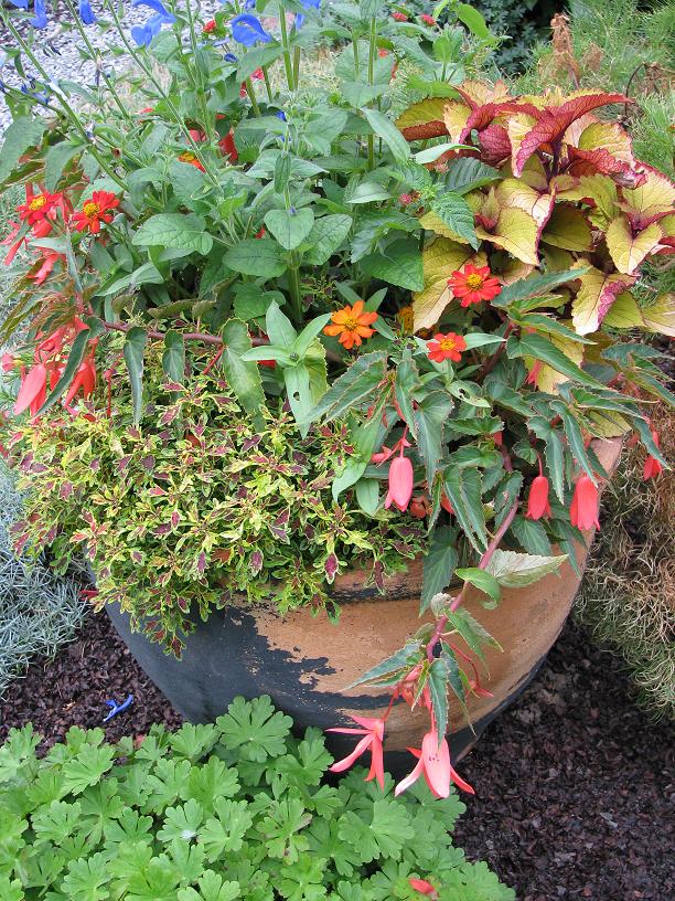 Collection of bright plants in a large pot
