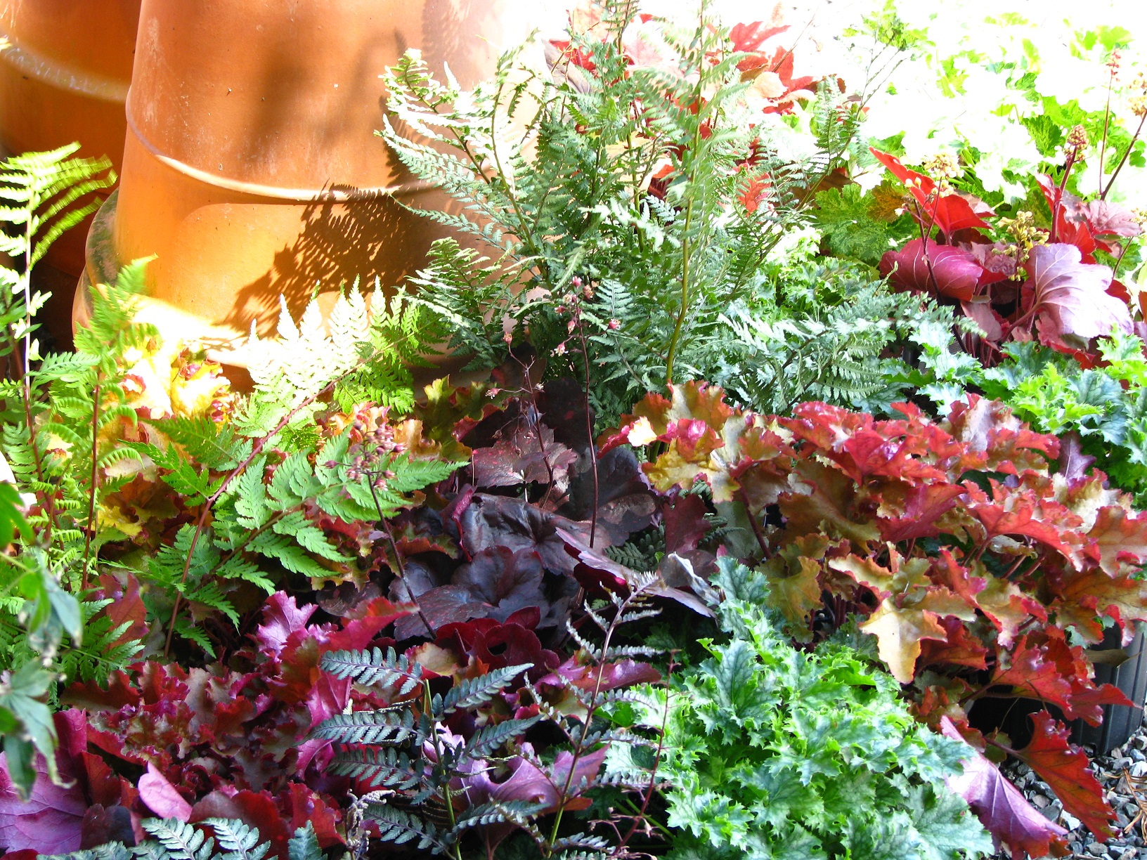Collection of purple, green, and red leaved plants