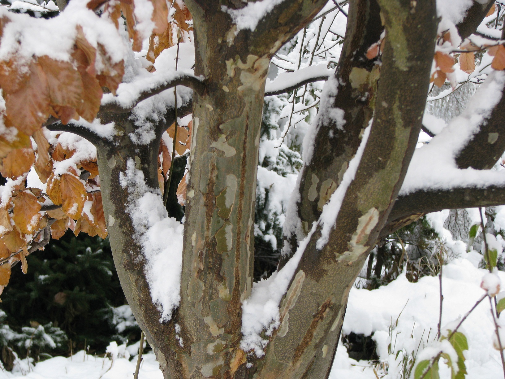 Tree with snow on branches
