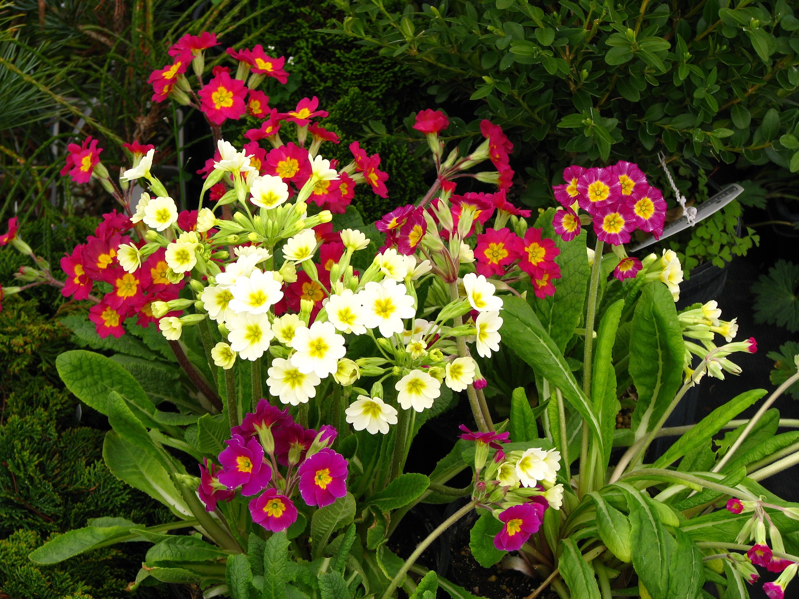 red, pink, and white flowers