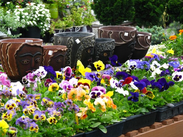 pansies and pottery