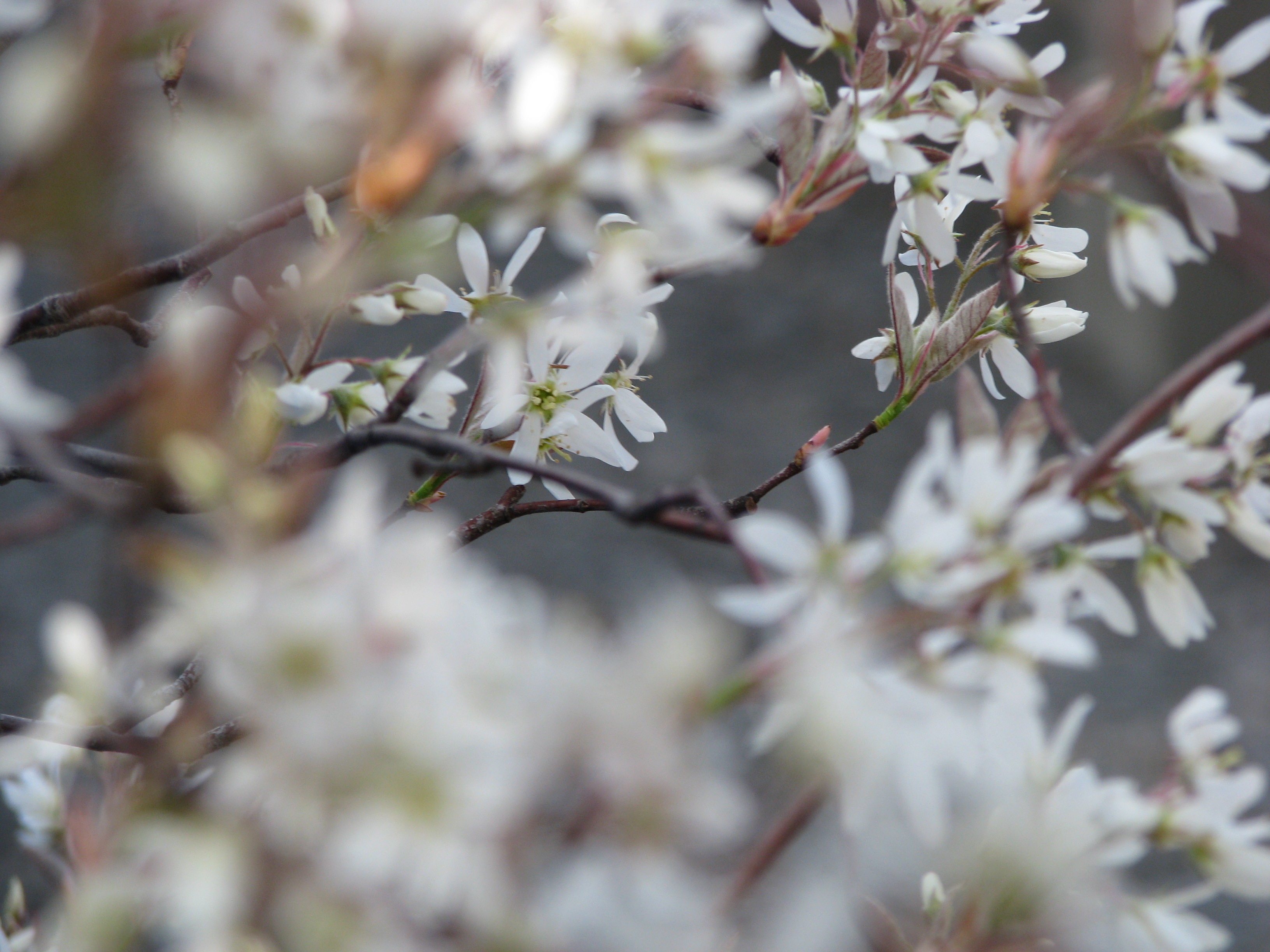 white delicate flowering shrub