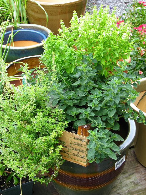 Herb collection in planter
