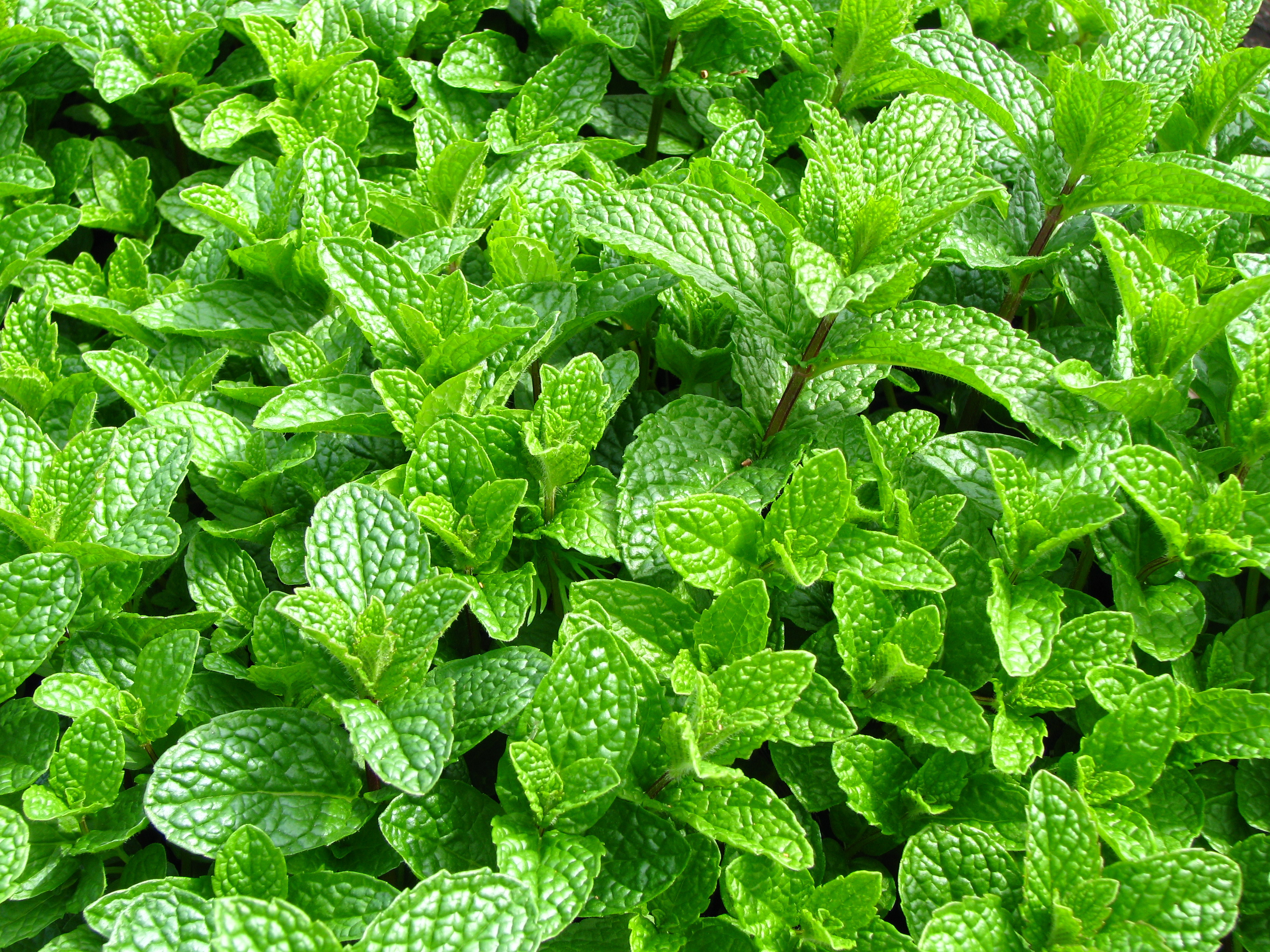 Mint plants
