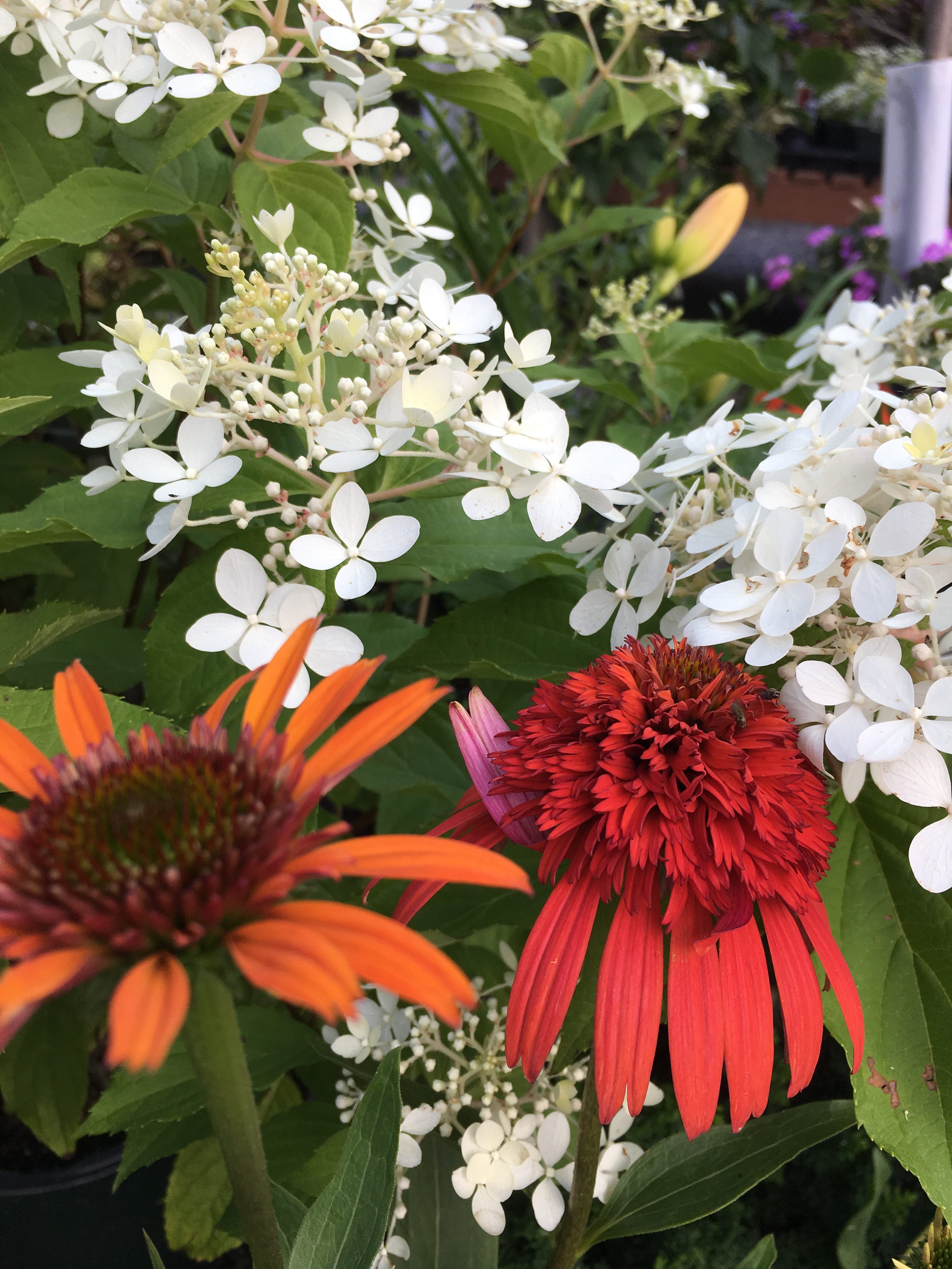 orange and white flowers