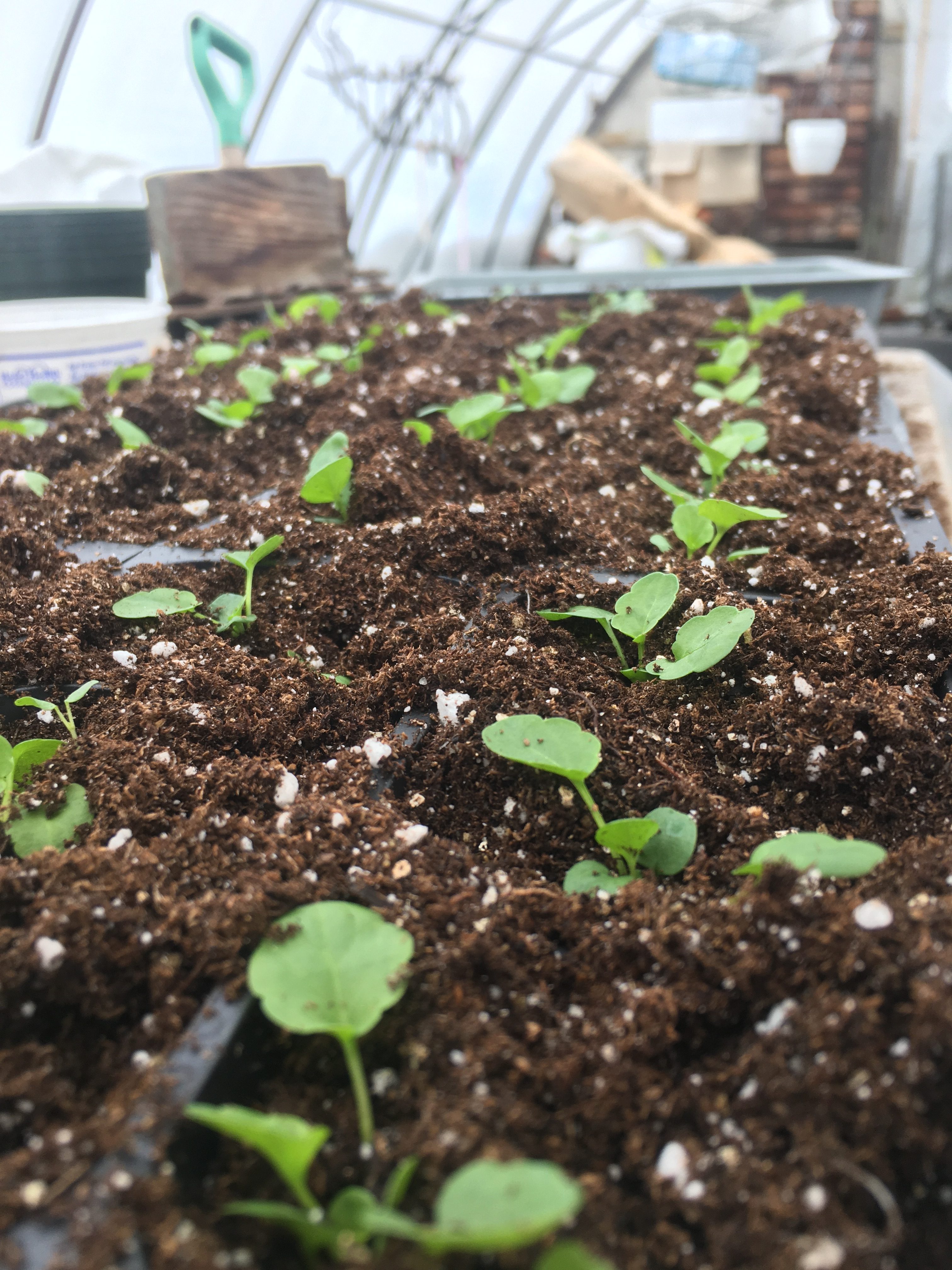 seedlings in our greenhouse