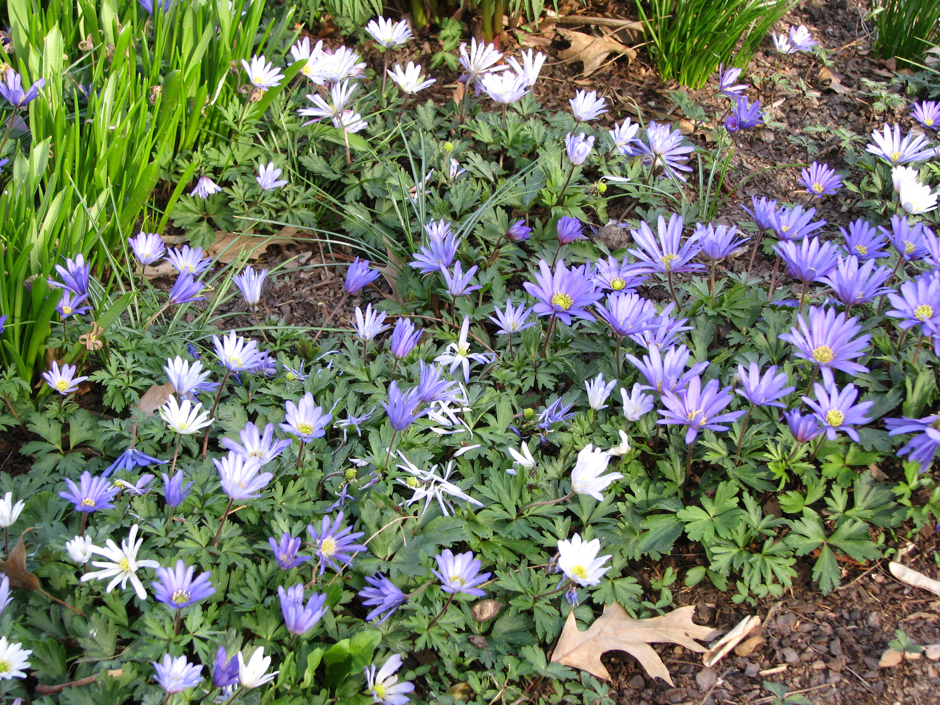 Purple flowers
