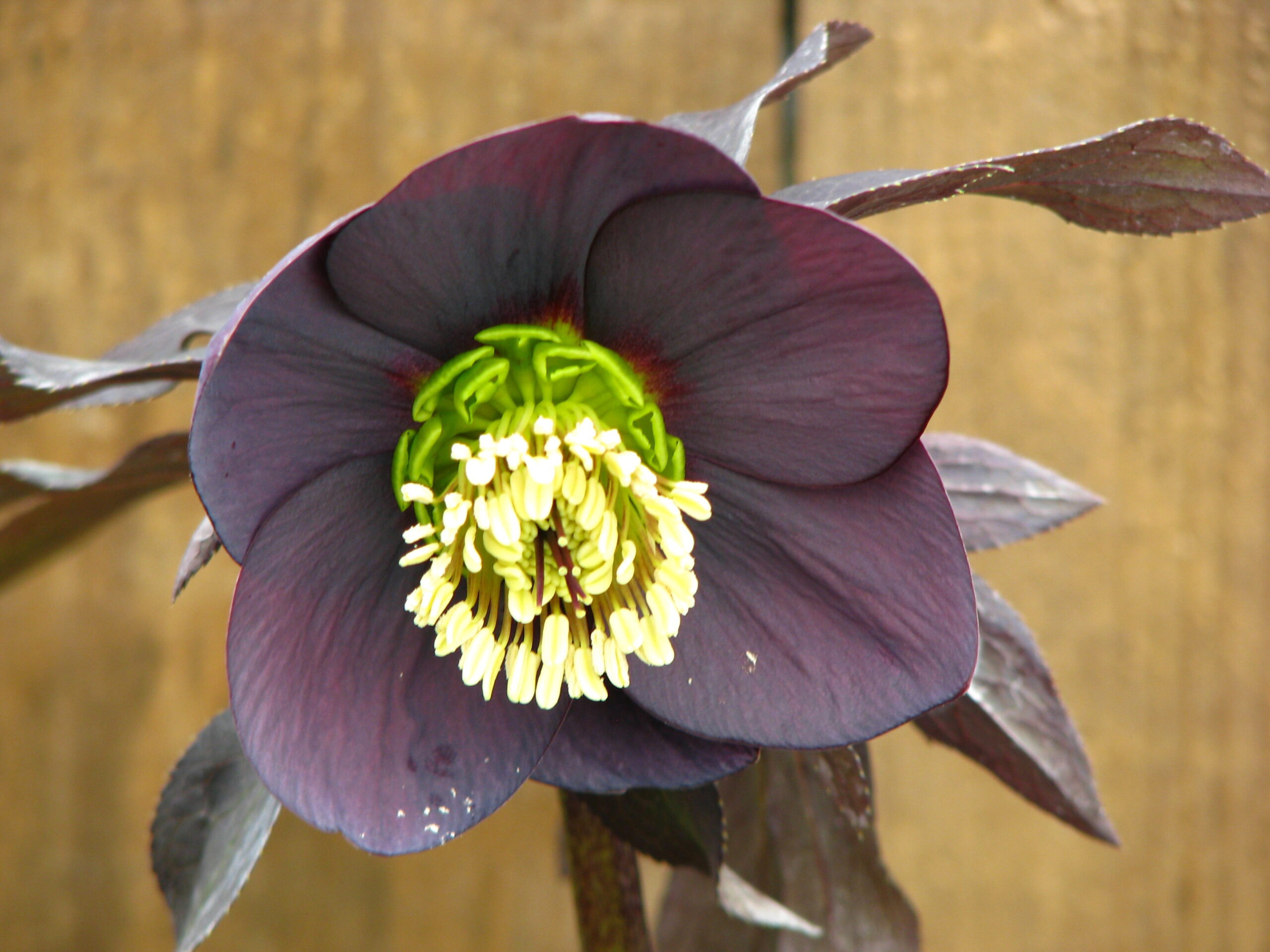 Flower close up
