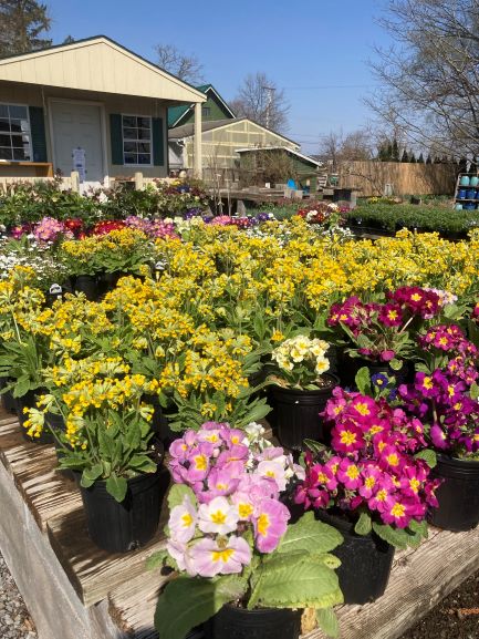 Annuals and perennials in the sun