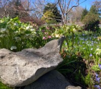 Image of hellebores and rock garden