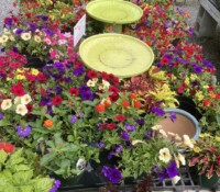 Image of different flowering plants at Palmiters Garden Nursery