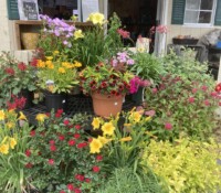 Image of yellow and fuschia flowers in a Palmiters Garden Display