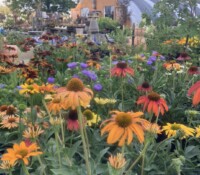 Image of coneflowers