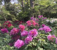 Image of peonies blooming