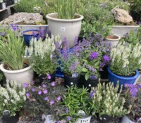 Image of purple and white flowers in pots